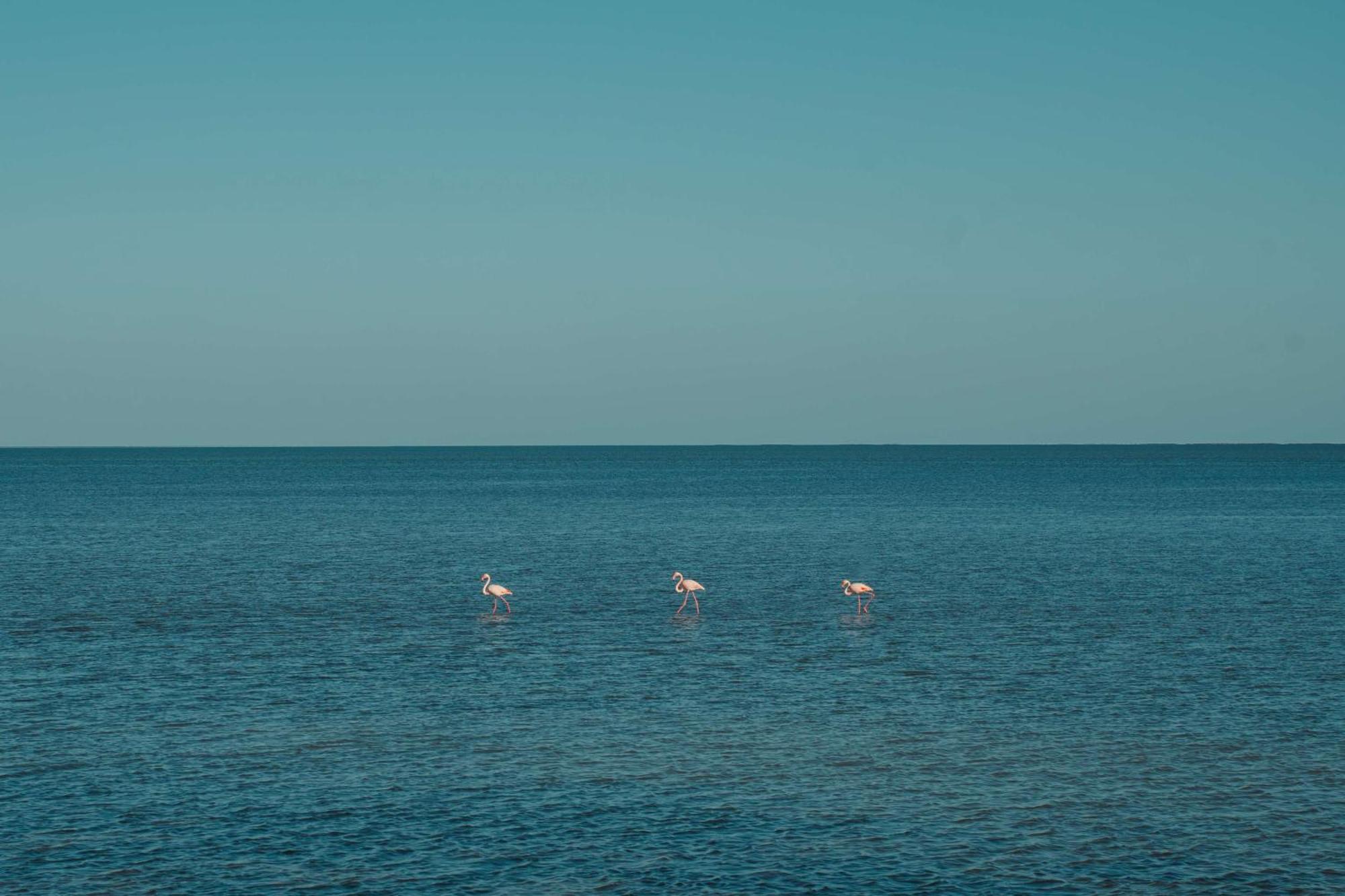 Radisson Blu Palace Resort&Thalasso, Djerba Mezraia Bagian luar foto Flamingoes in the Gulf of Aqaba